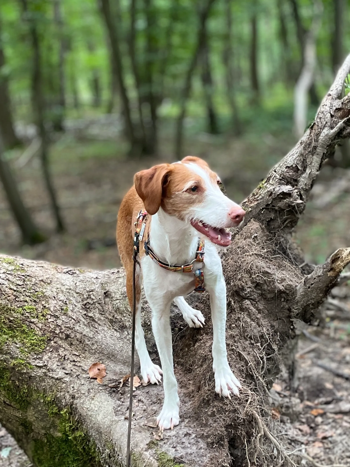 Hund